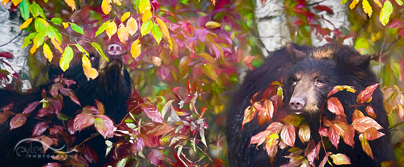 Black Bears x 2