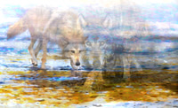 Wolves in River x 3