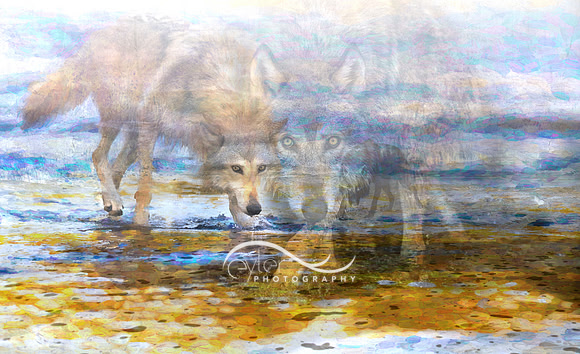 Wolves in River x 3