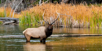 Elk, Deer, Antelope, and Bison