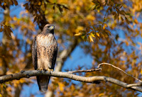 Red Tailed Hawk