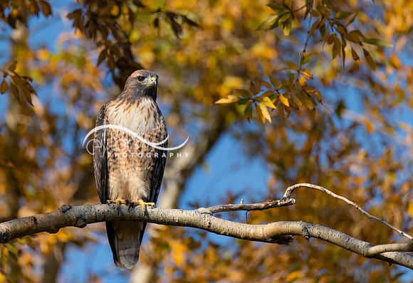Red Tailed Hawk