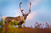 Caribou in Denali, NP