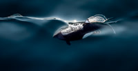 Dall's Porpoise