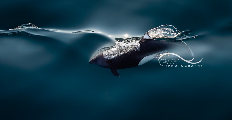 Dall's Porpoise