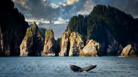 Kenai Fjords, Gulf of Alaska