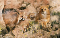 Red Fox x 4