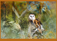 Barn Owls x 4