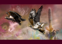 Ferruginous Hawks