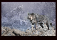 Coyotes