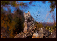 Bobcats x3