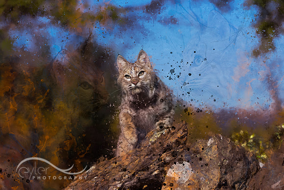 Bobcats x 3