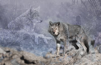 Coyotes