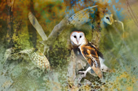 Barn Owls x 4