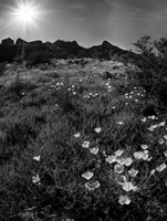 Picacho Peak State Park