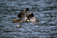 Osprey steals a stringer