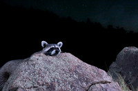 Raccoon on Mogollon Rim