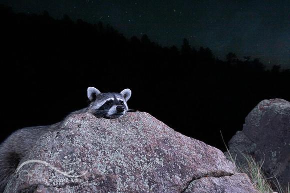 Raccoon on Mogollon Rim