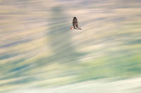 Red Tail Hawk with Shadow