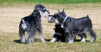 Igor and Laci