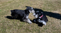 Igor and Ruby