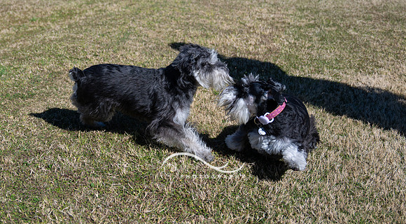 Igor and Ruby
