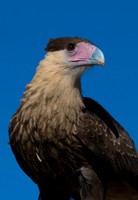 Northern Crested Caracara