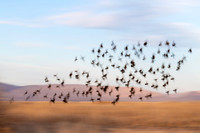 yellow headed blackbirds