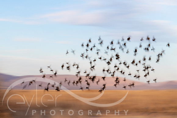 yellow headed blackbirds