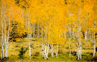 Aspens near Zion NP