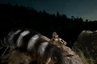 Ringtail Cats