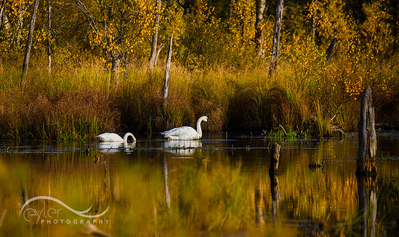 Trumpeter Swans in Fall Foliage