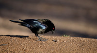 Bronzed Cowbird