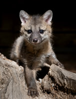 Grey Fox kit
