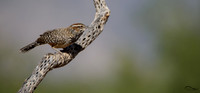 Cactus Wren