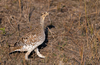 Grouse