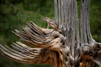 Antelope squirrel on ribs of Saguaro