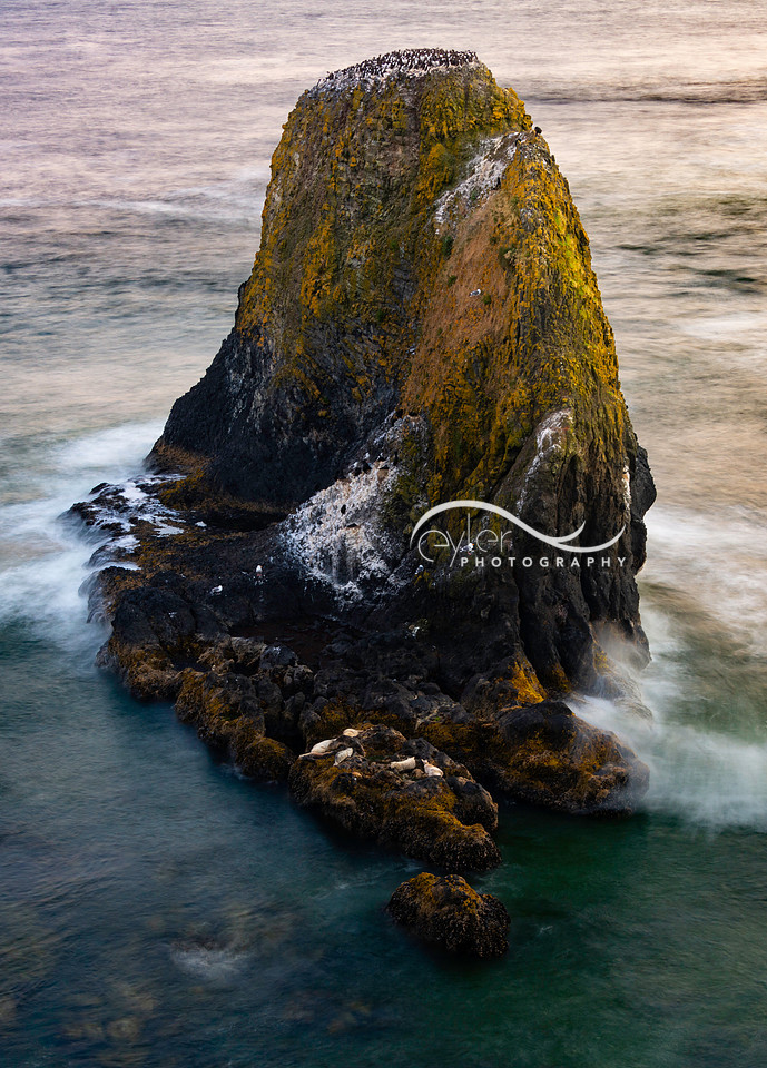 Yaquina Head