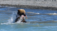 Bear cub with fish in Kenai