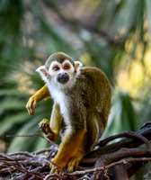 Monkey