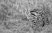 Serval