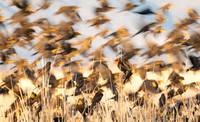 Yellow Headed Blackbirds