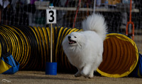 Dog Agility January 30, 2016 Phoenix