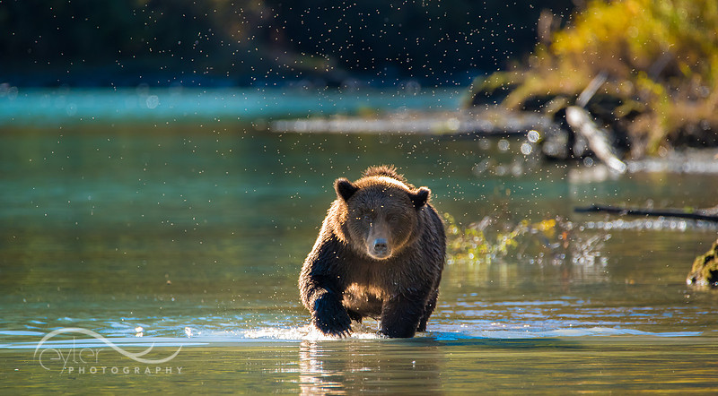 Brown Bear in Kenai