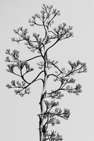 Agave Stalk