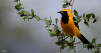 Hooded Oriole male
