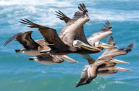 Pelicans
