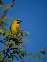 Hooded Oriole (female)