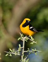 Hooded Oriole (male)