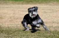 Play Date 2/22/25 and 4/5/25 Mini Schnauzers